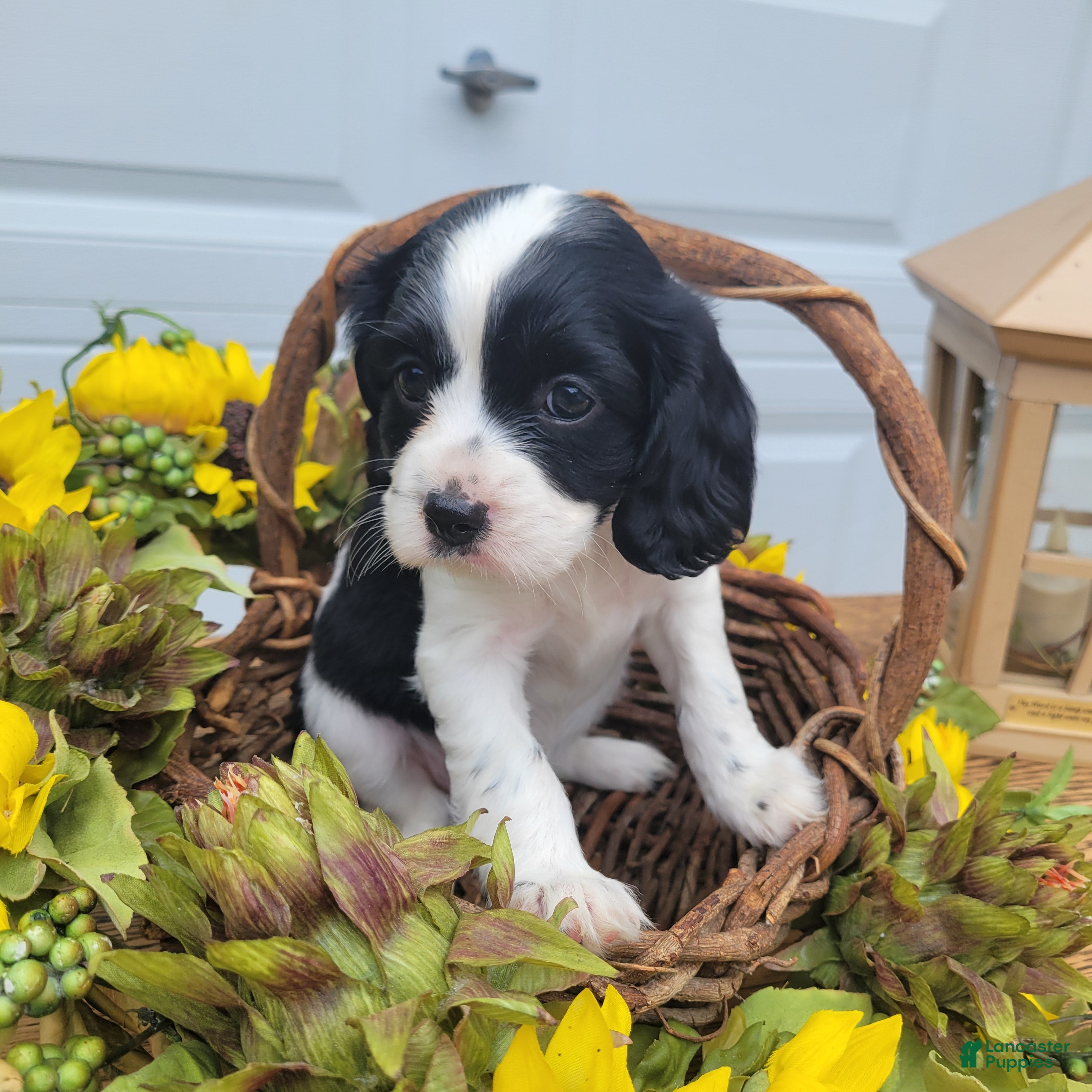 Mixed Breed dogs Skippy - Ad 1