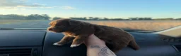 Chihuahua dogs for sale: Raymond  - Ad 3