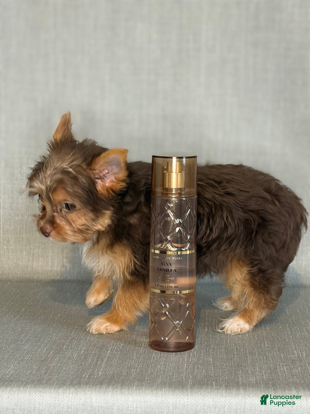 Yorkshire Terrier dogs for sale: Jewel *GET NOW* PAY LATER* - Ad 6