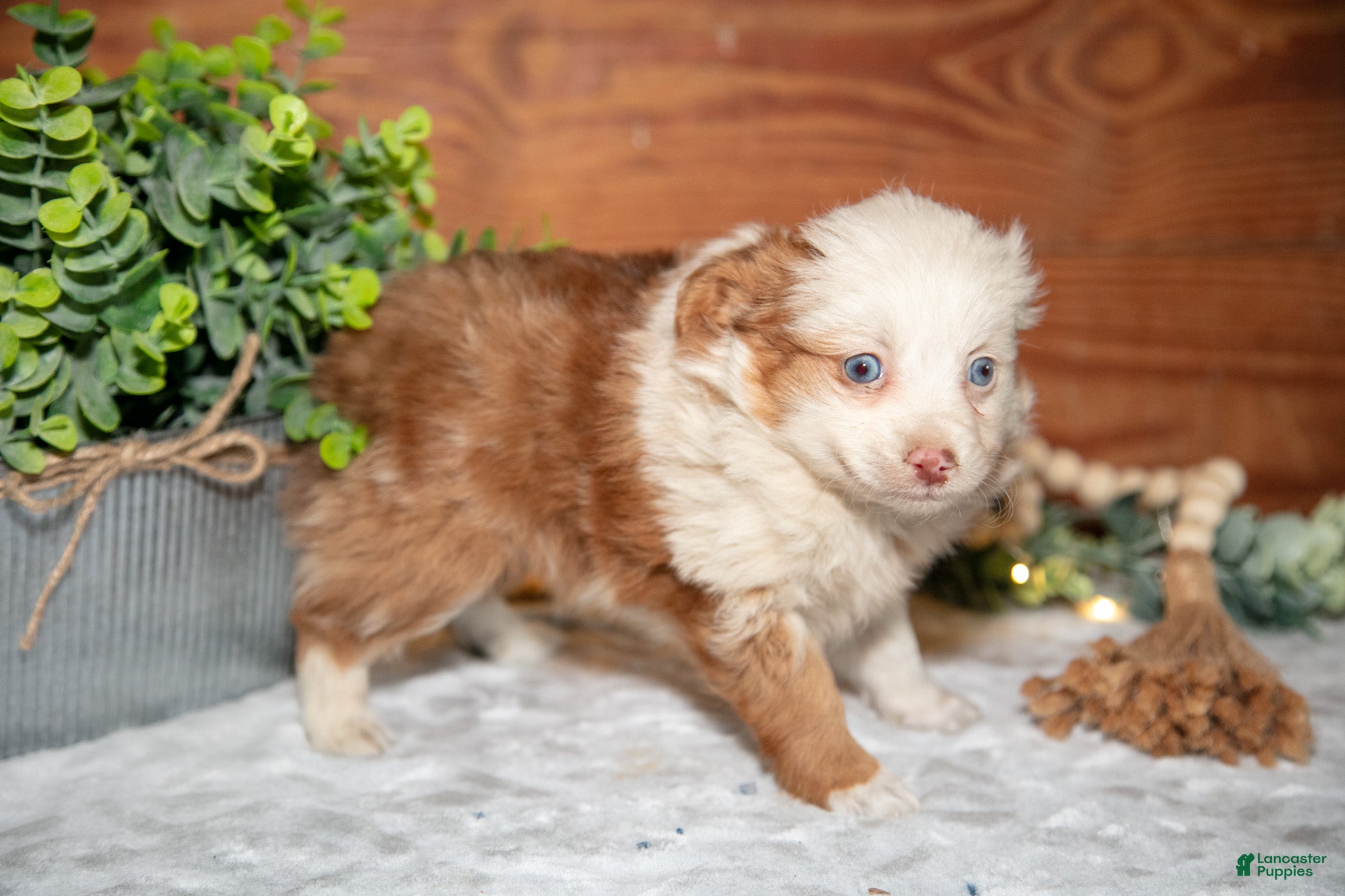 Toy Australian Shepherd dogs Tootsie - Ad 2