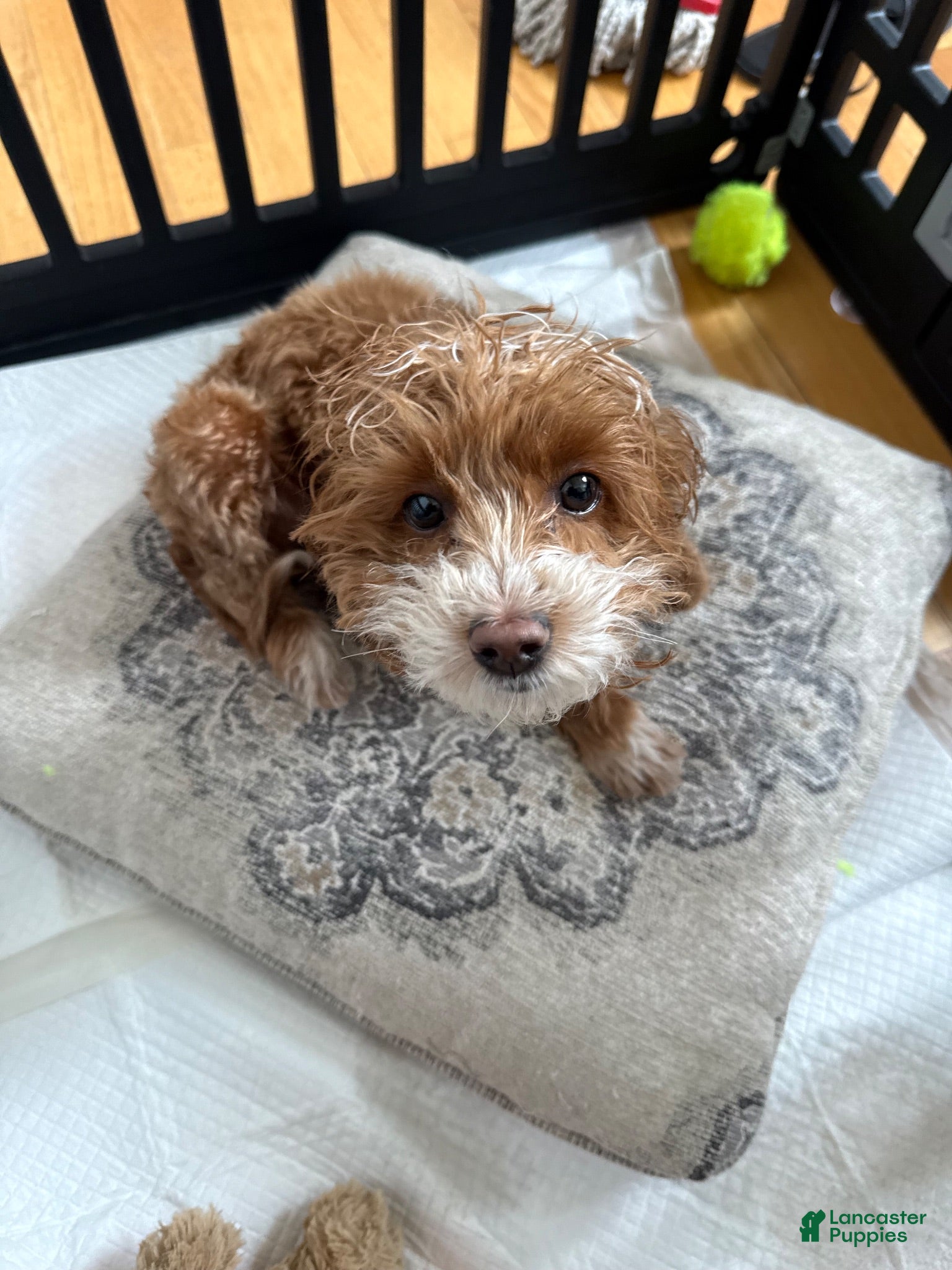 Cockapoo dogs BJ - Ad 1