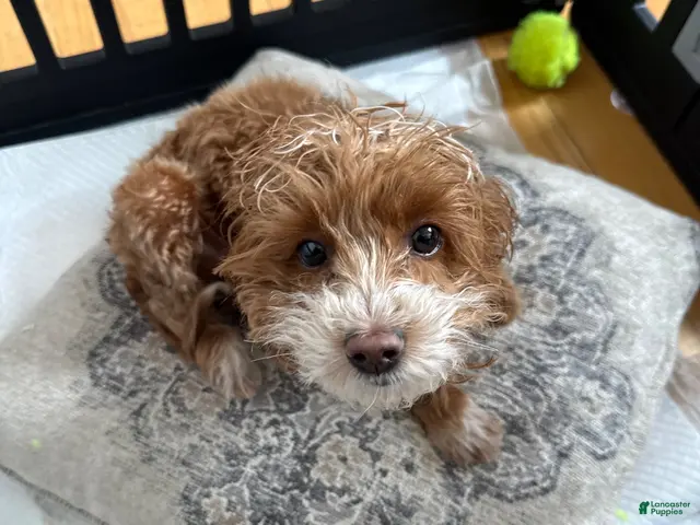Cockapoo dogs BJ - Ad 1
