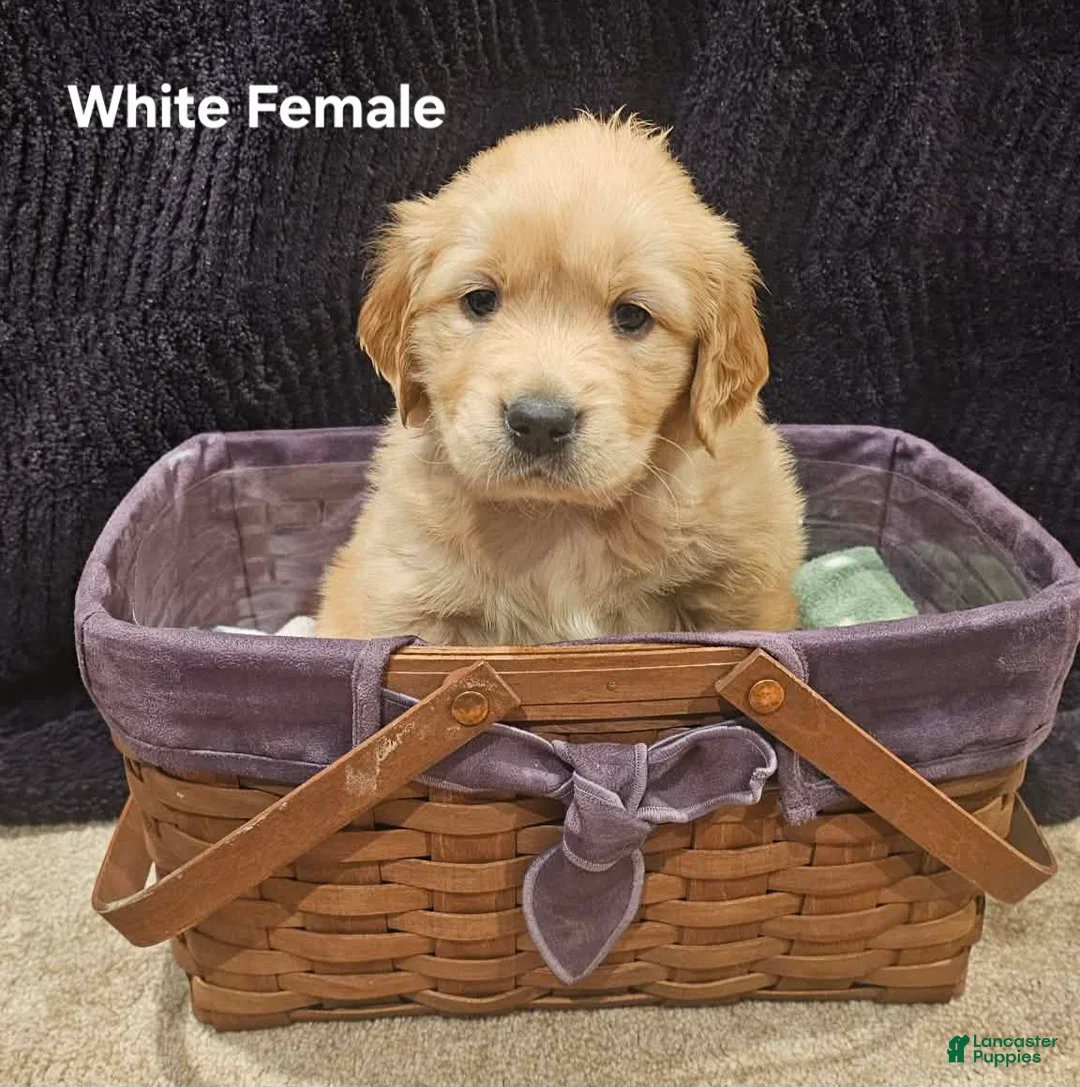 Golden Retriever dogs for sale: Golden Retriever Puppy 3 - Ad 1