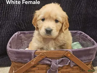 Golden Retriever dogs Golden Retriever Puppy 3 - Ad 34