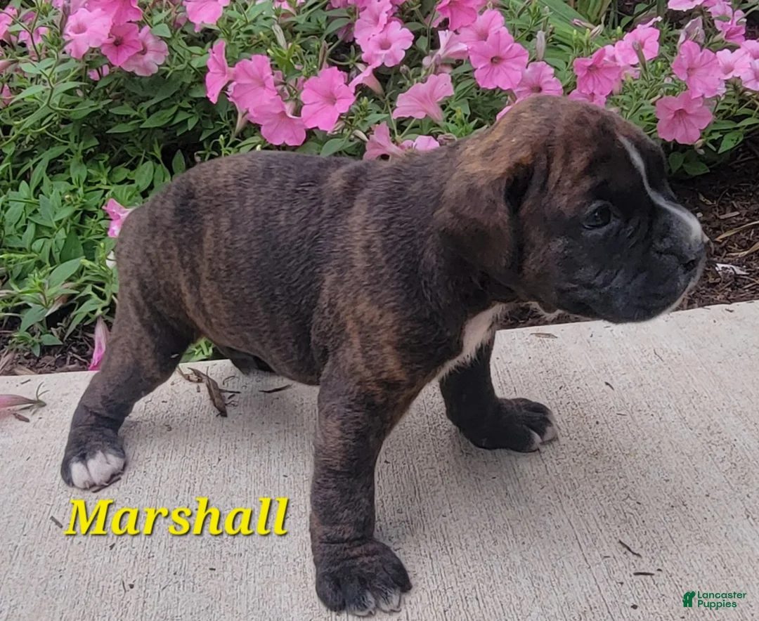 Boxer dogs for sale: Marshall - Ad 2