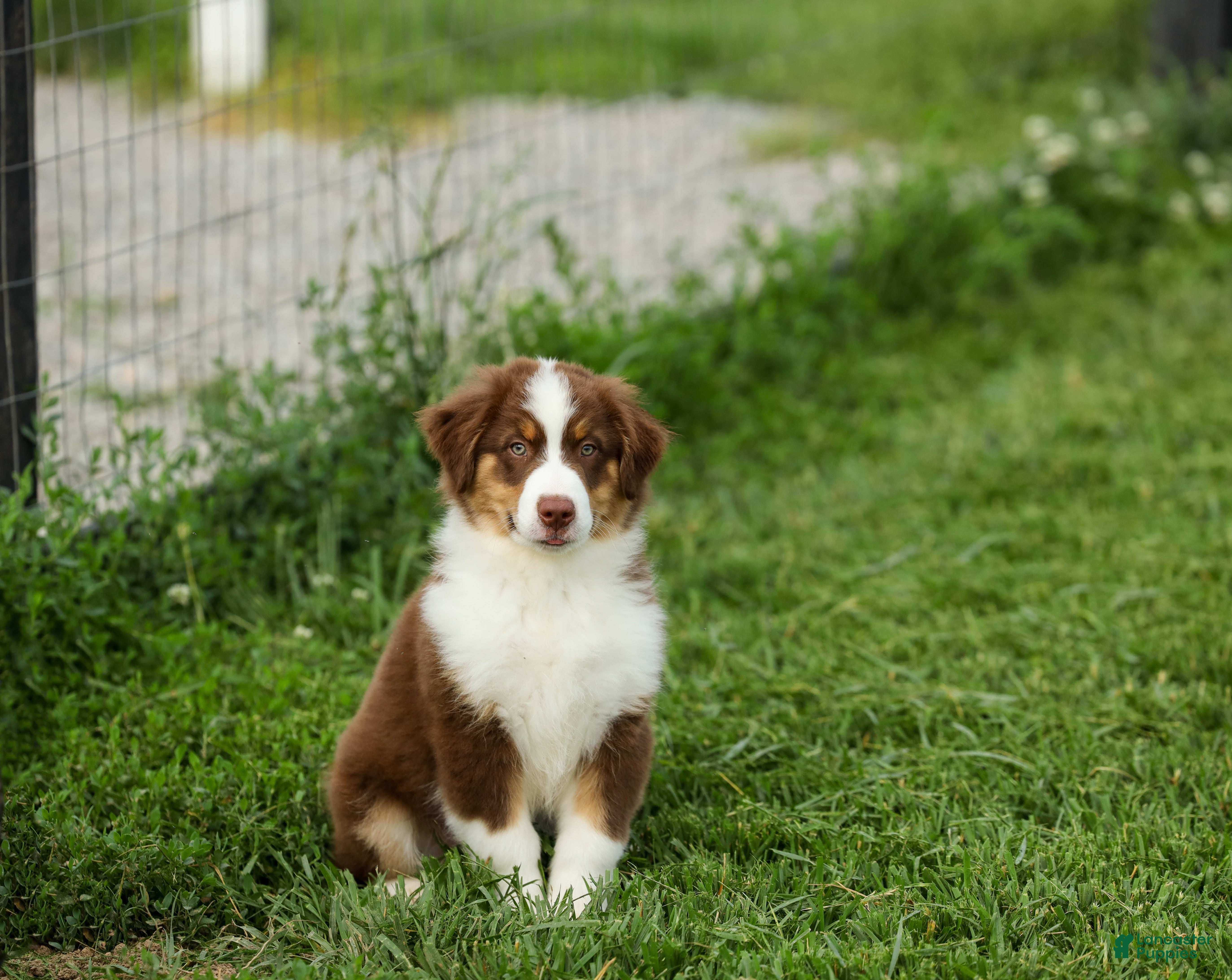 Miniature Australian Shepherd dogs Lava Miniature Australian Shepherd Puppy  - Ad 1