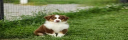 Miniature Australian Shepherd dogs for sale: Lava Miniature Australian Shepherd Puppy  - Ad 2