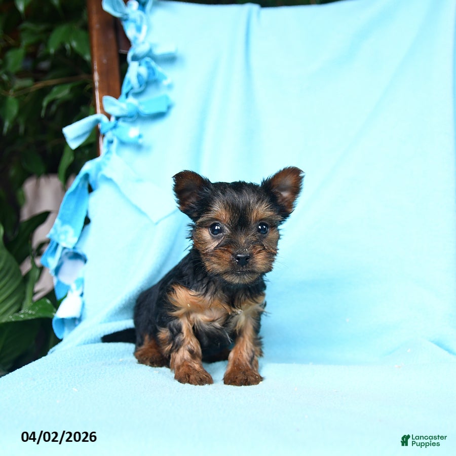 Yorkshire Terrier dogs Nutmeg - Ad 1