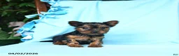 Yorkshire Terrier dogs for sale: Nutmeg - Ad 1