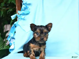 Yorkshire Terrier dogs for sale: Nutmeg - Ad 3