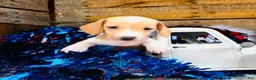 Miniature Dachshund dogs for sale: Jameson  - Ad 5
