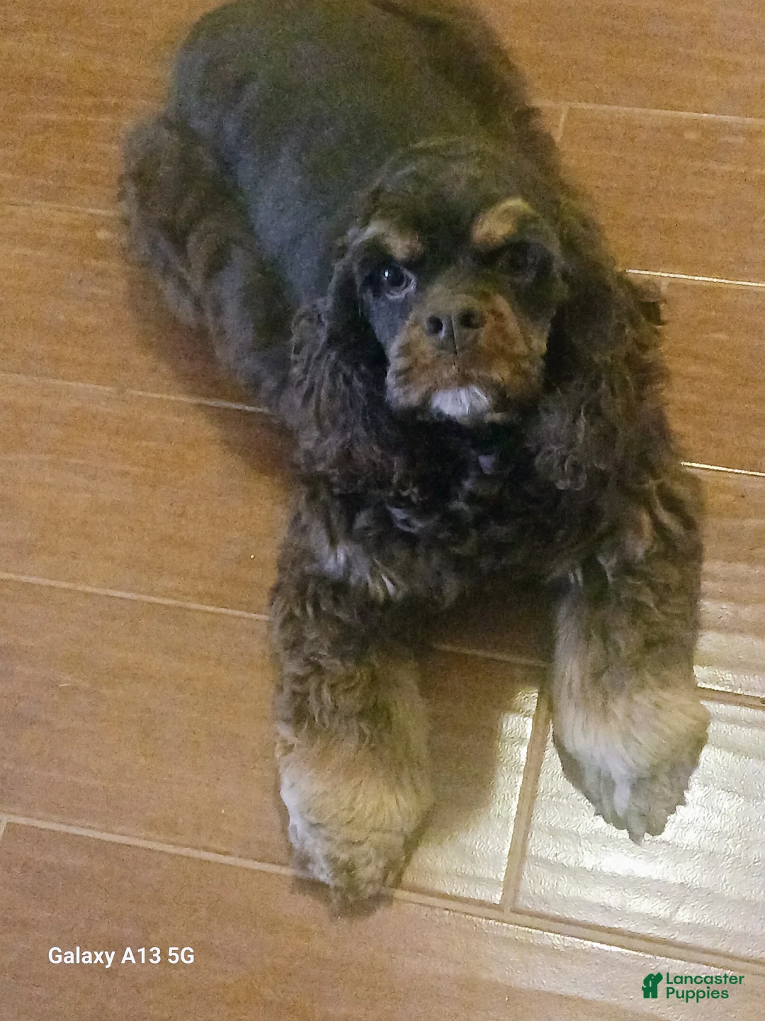 Cocker Spaniel dogs for sale: Cocker Spaniel Puppy 1 - Ad 6