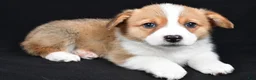 Welsh Corgi Pembroke dogs for sale: Clifford - Ad 8