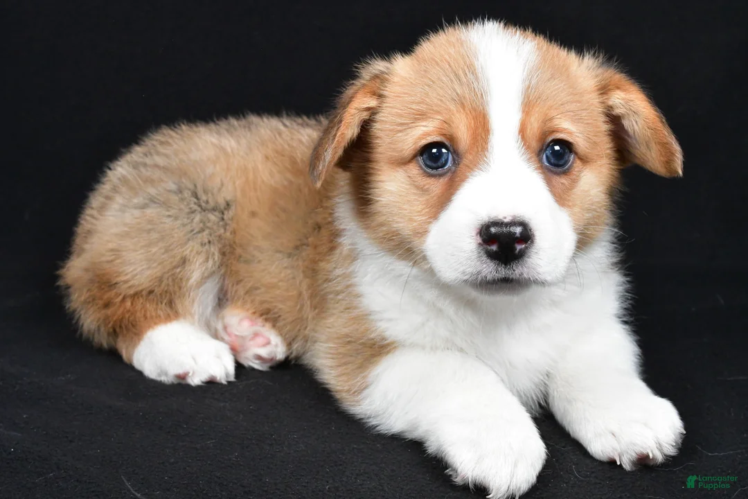 Welsh Corgi Pembroke dogs for sale: Clifford - Ad 8