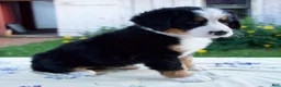 Bernese Mountain Dog dogs for sale: Sandra - Ad 4