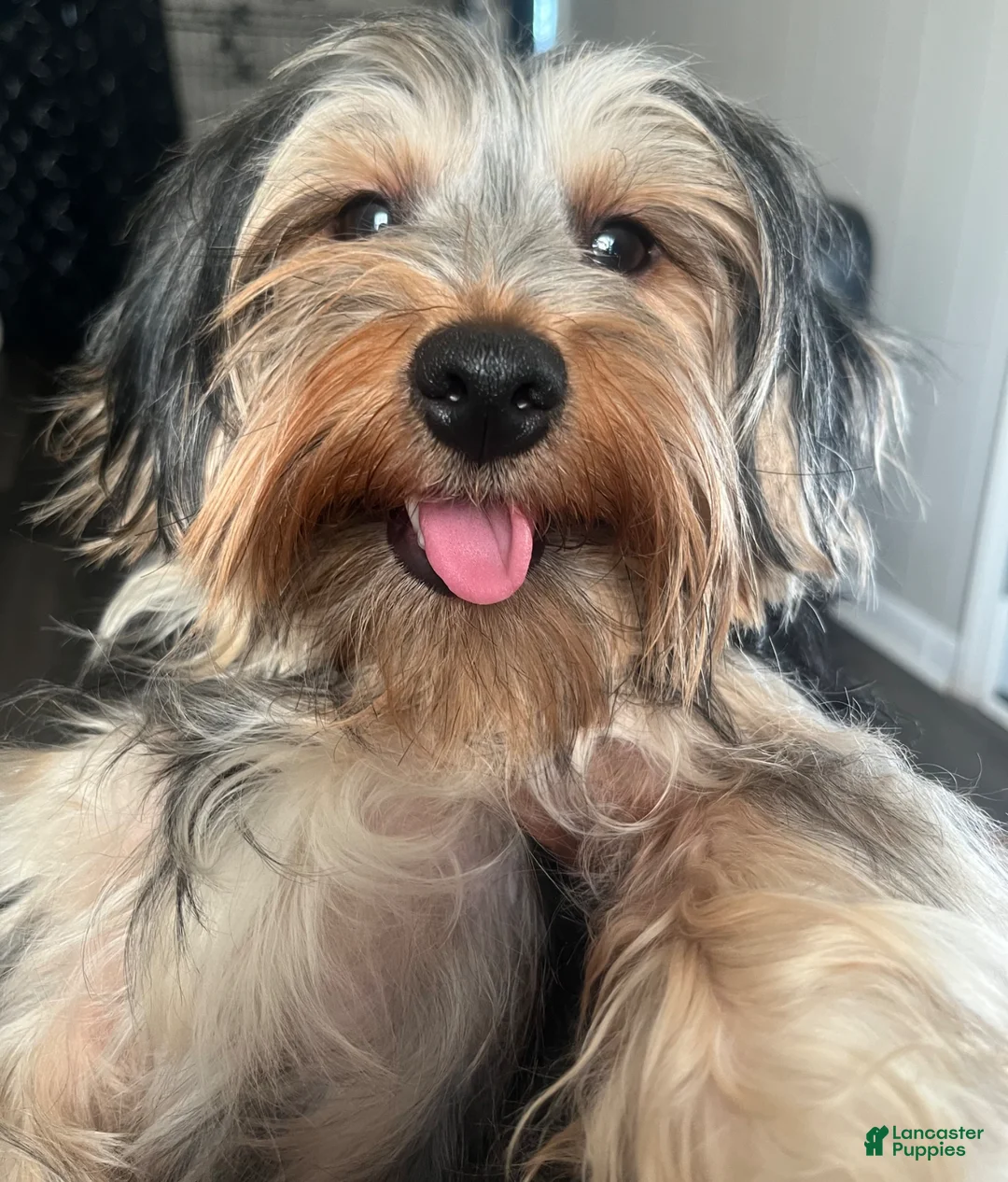 Yorkiepoo dogs for sale: Porky - Ad 2