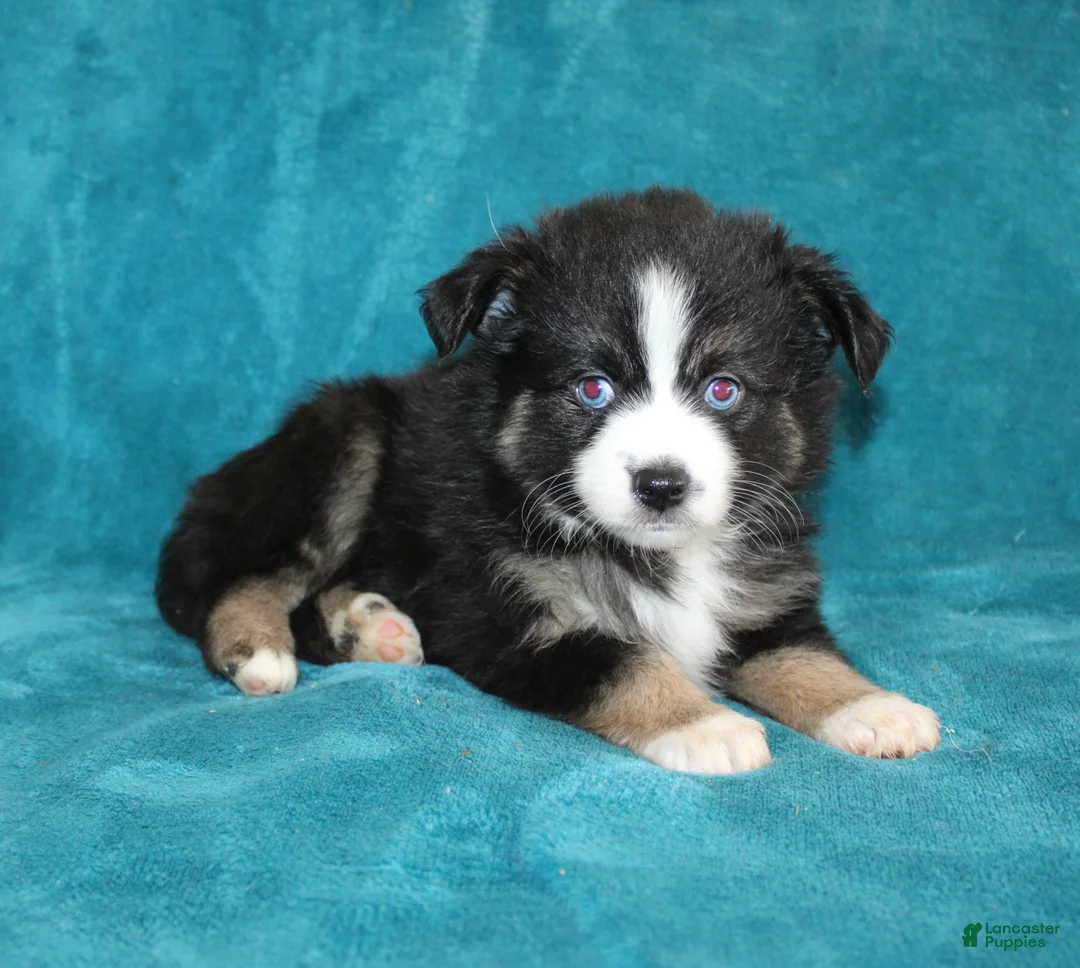 Miniature Australian Shepherd dogs for sale: Jewel - Ad 3