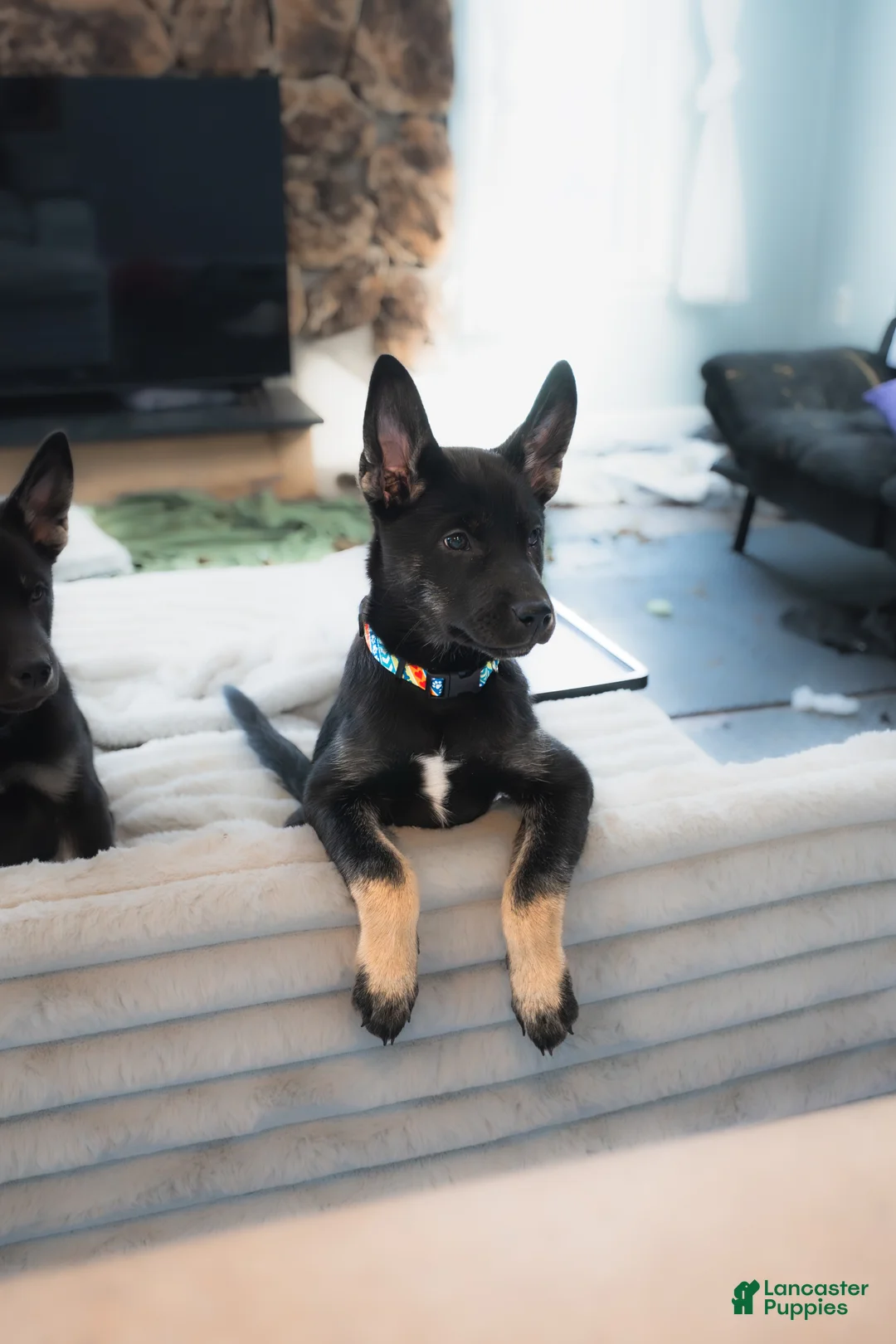 Mixed Breed dogs for sale: Yappy - Ad 2