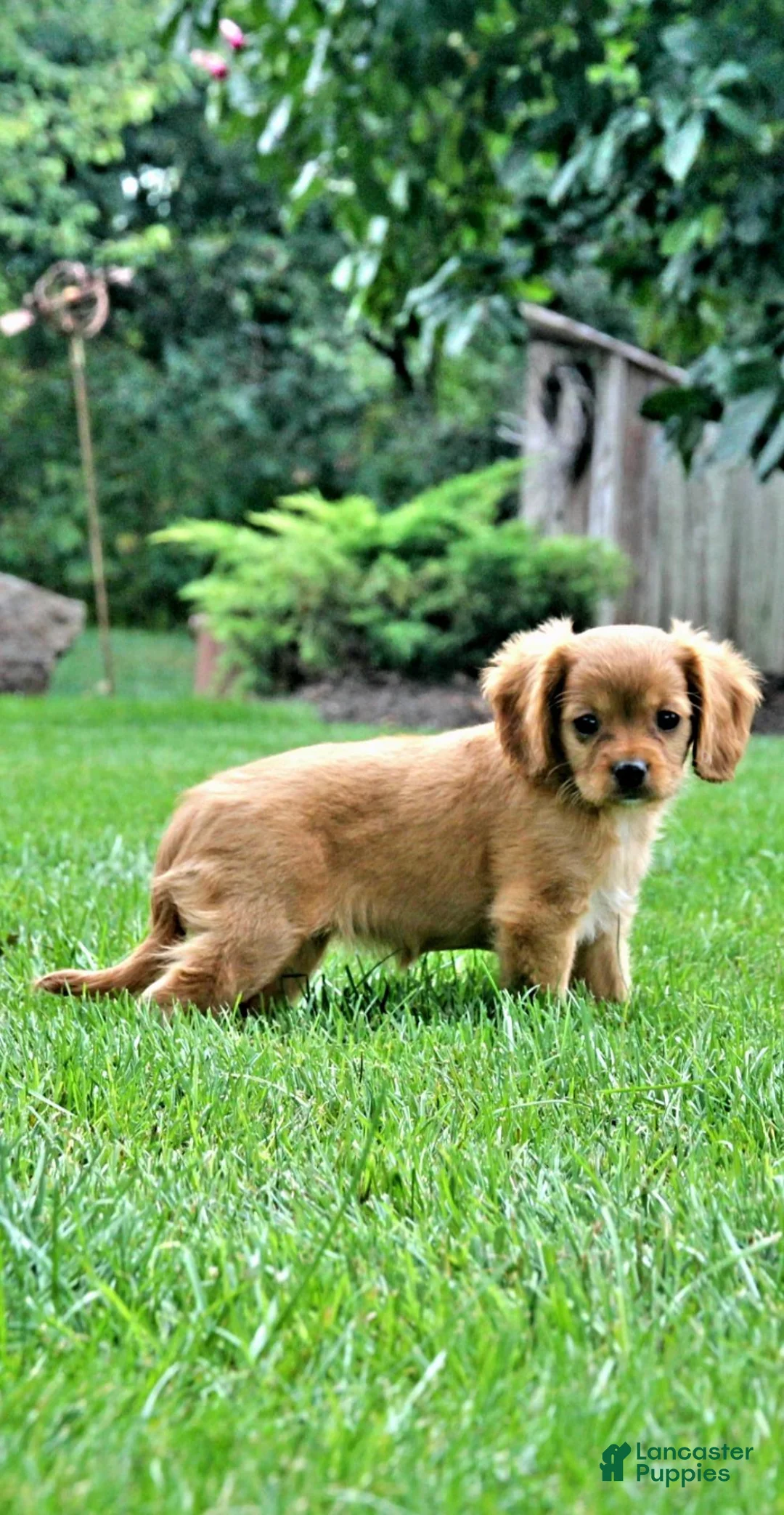 Cavapoo dogs for sale: Ruby - Ad 1