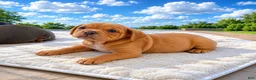 Mixed Breed dogs for sale: Jake - Ad 2