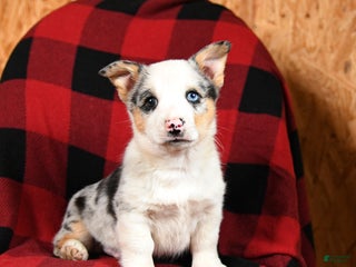 Welsh Corgi Pembroke dogs Klondike - Ad 35