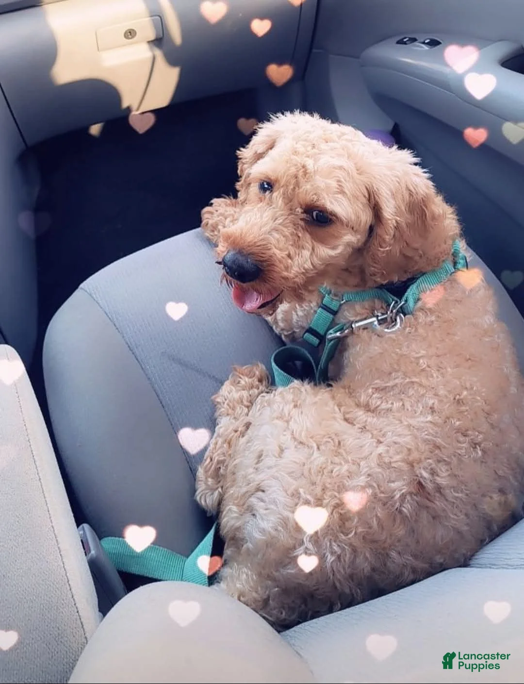 Cavapoo dogs for sale: Dolly  - Ad 6