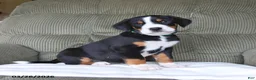Greater Swiss Mountain Dog dogs for sale: Fern - Ad 3
