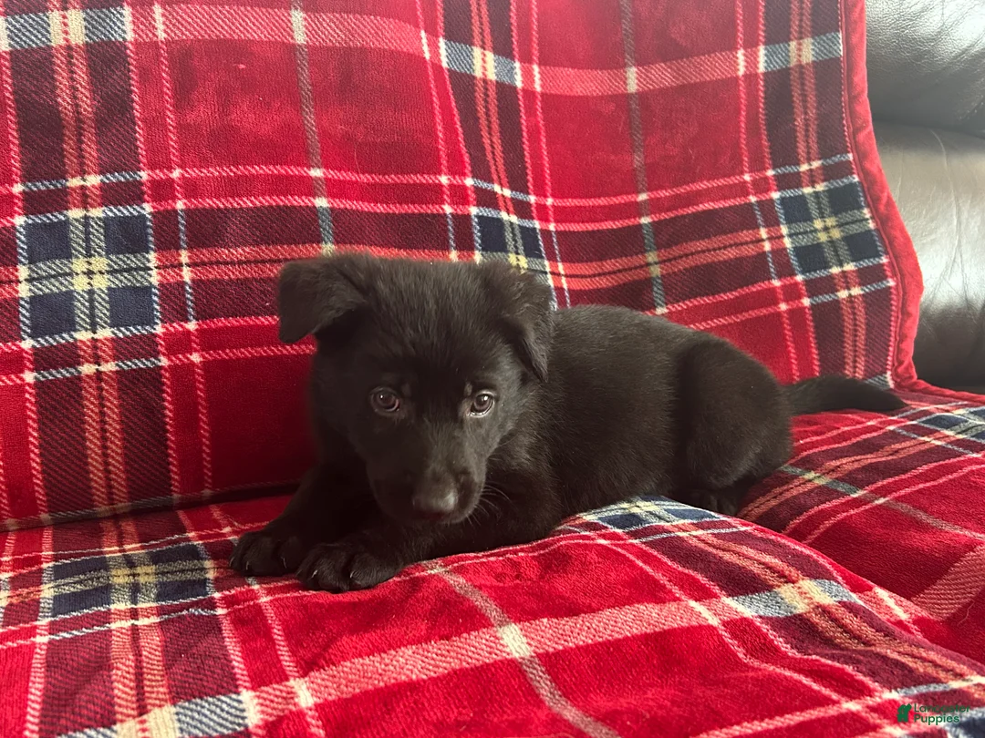 German Shepherd dogs for sale: Cody/Willow Light Blue - Ad 8