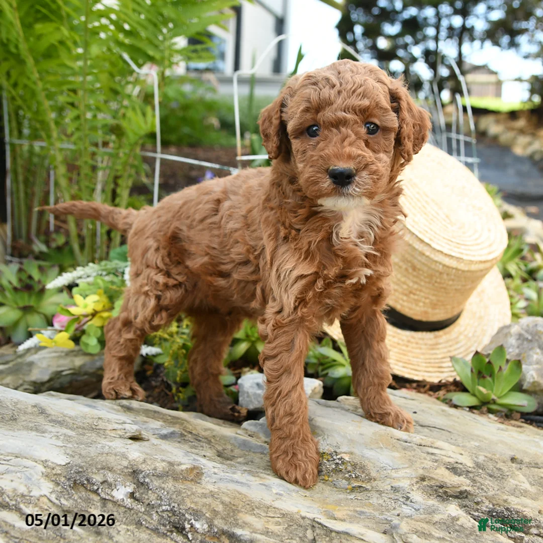 Miniature Poodle dogs for sale: Mulberry - Ad 1