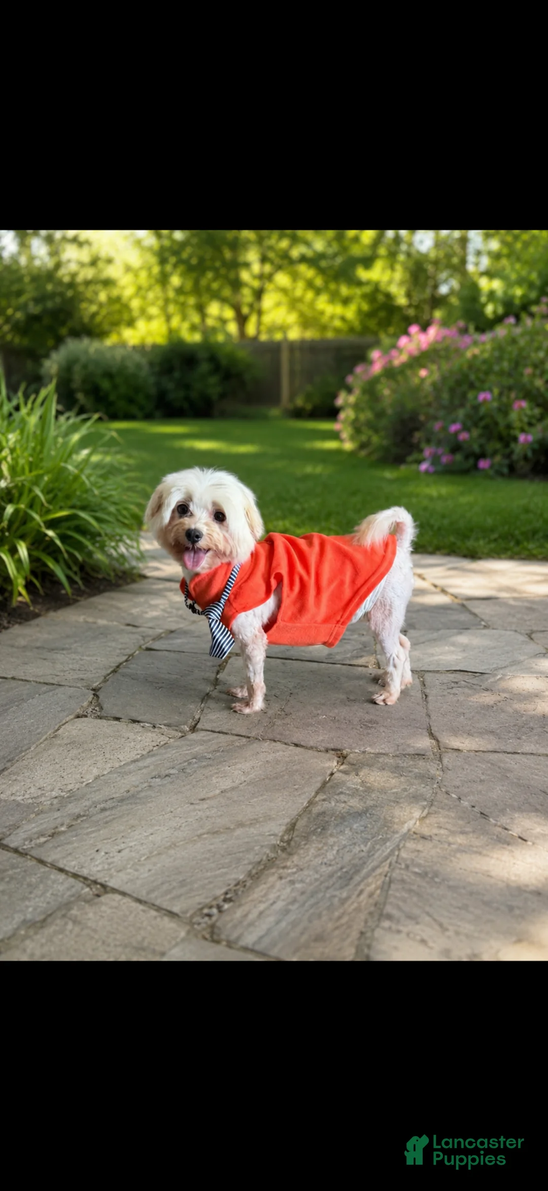 Maltese dogs for sale: Akc Jax - Ad 4