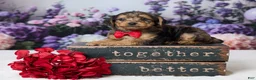 Yorkiepoo dogs for sale: Ronny - Ad 1