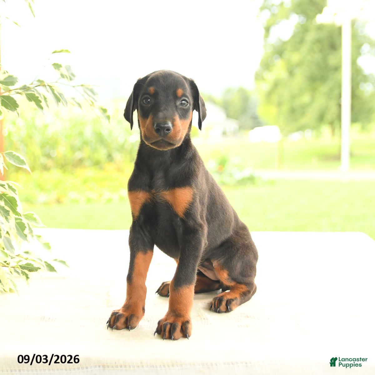 Doberman Pinscher dogs Ava  - Ad 2