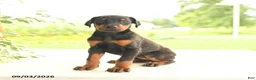 Doberman Pinscher dogs for sale: Ava  - Ad 2