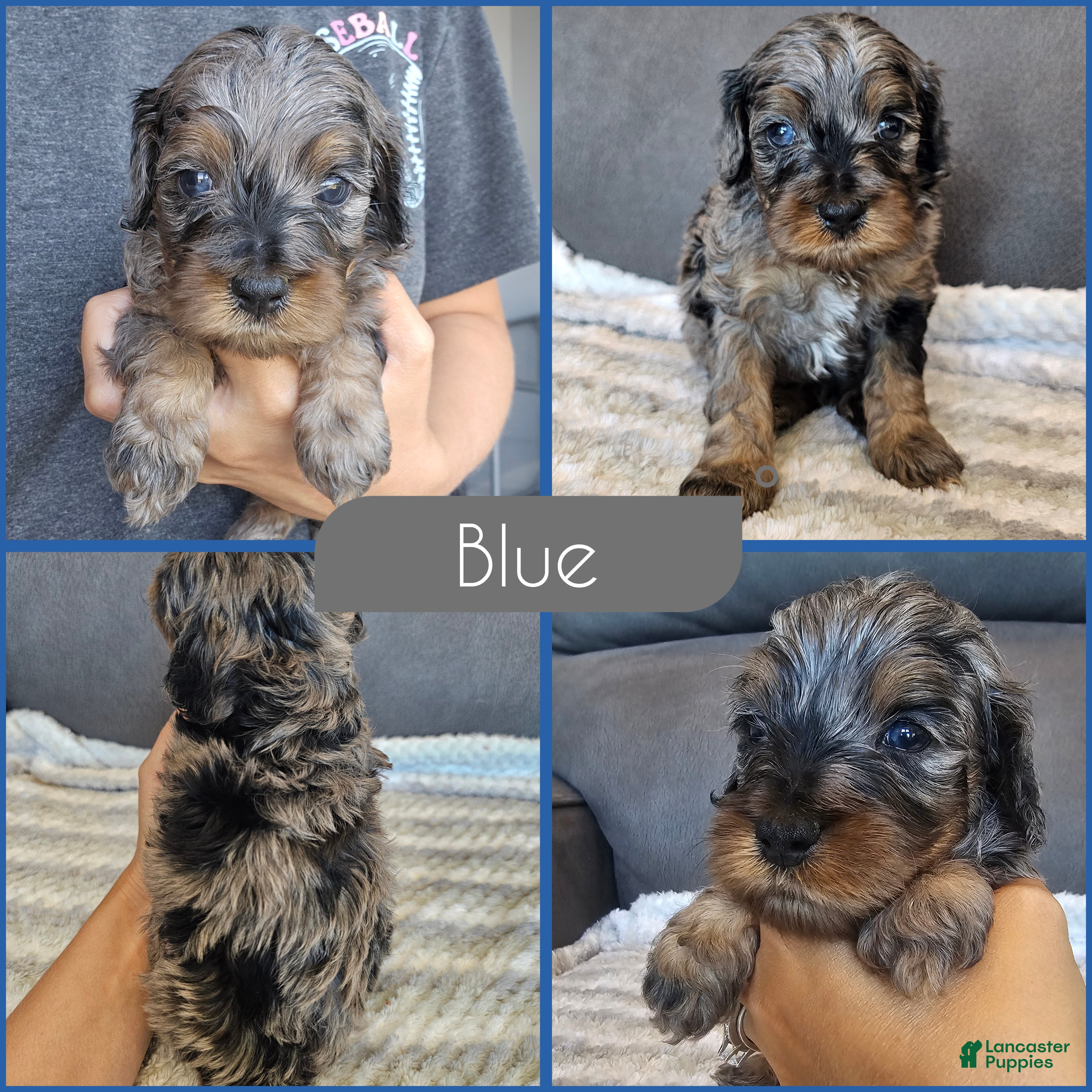 Cockapoo dogs Blue - Ad 1