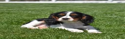 Cavalier King Charles Spaniel dogs for sale: Pretzel  - Ad 3