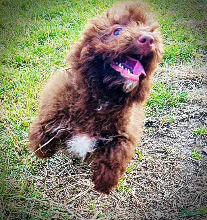 Havapoo dogs Scooby - Ad 16