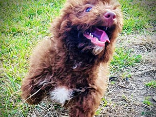 Havapoo dogs Scooby - Ad 18