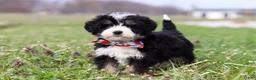 Mini Bernedoodle dogs for sale: Tyler - Ad 5