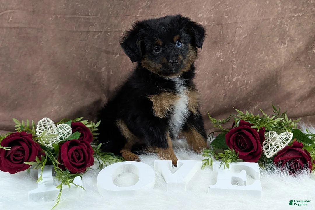 Toy Australian Shepherd dogs for sale: Brittlyn - Ad 5
