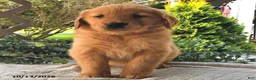 Golden Retriever dogs for sale: Hazel  - Ad 4