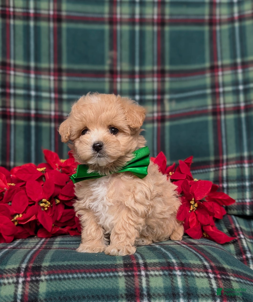 Maltipoo dogs for sale: Zeke 8 lbs Full Grown - Ad 2