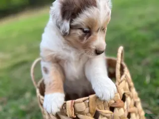 Australian Shepherd dogs Lighting - Ad 3