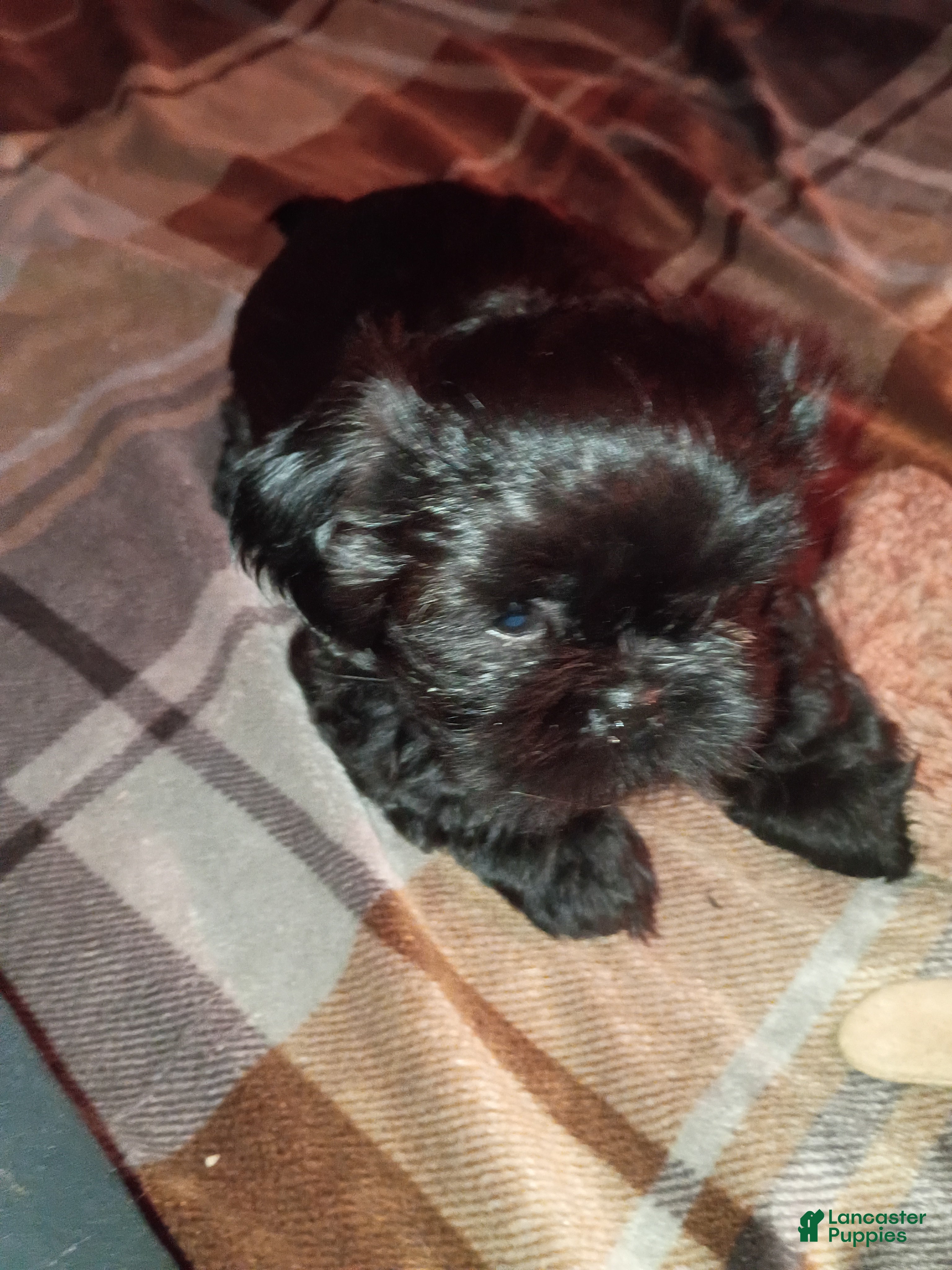 Shih Tzu