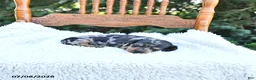 Miniature Dachshund dogs for sale: Callie   EXTRA SMALL - Ad 3