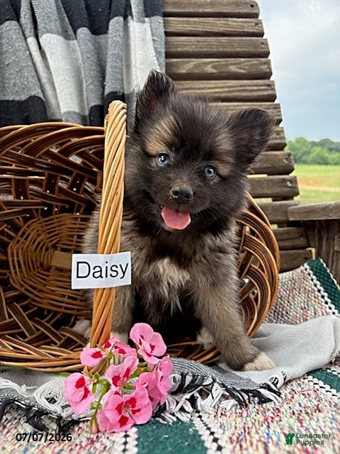 Pomsky dogs Daisy - Ad 1
