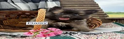 Pomsky dogs for sale: Daisy - Ad 1