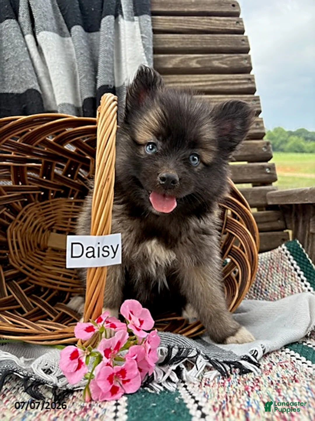 Pomsky dogs for sale: Daisy - Ad 1