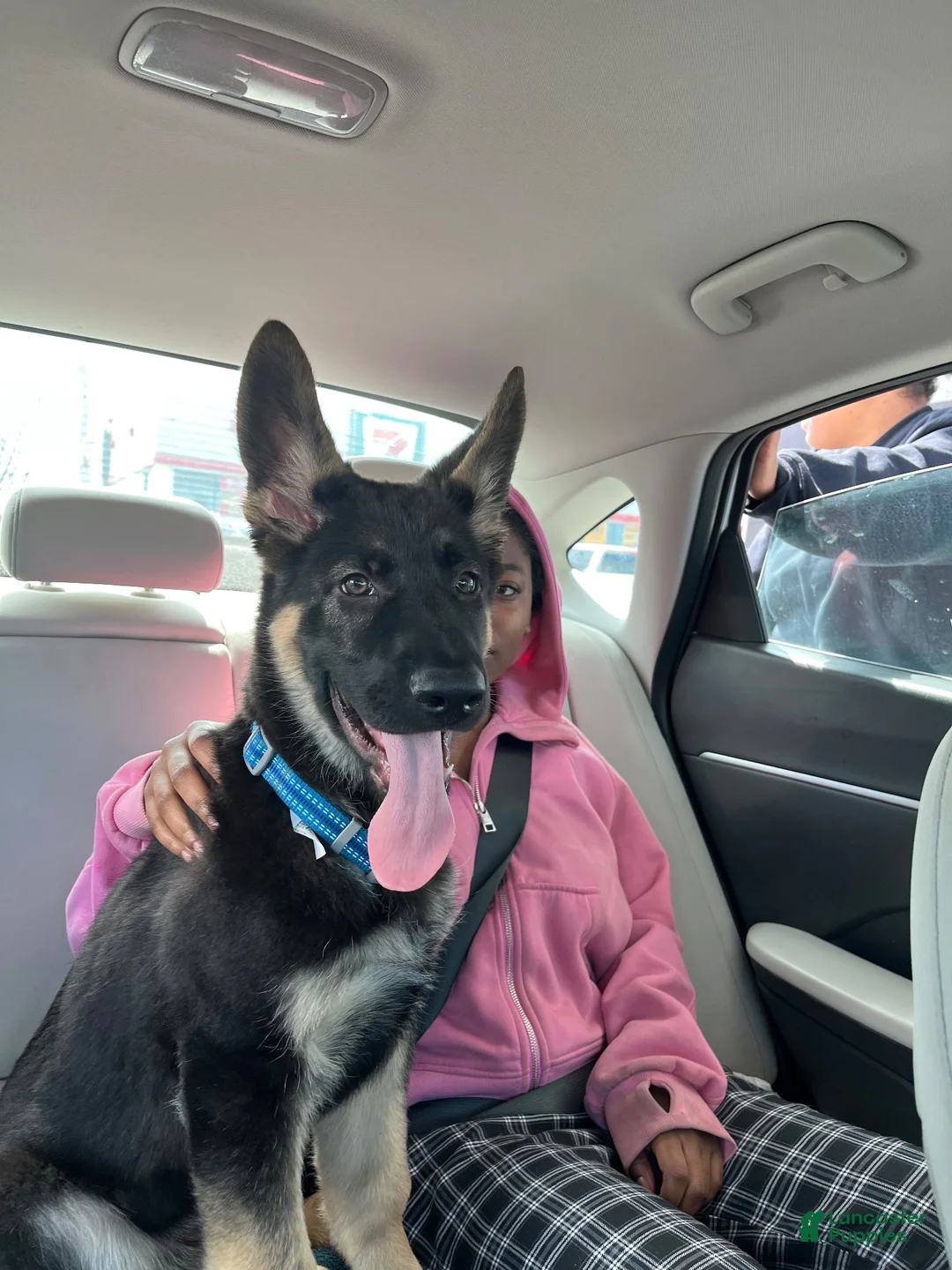 German Shepherd dogs for sale: Kado - Ad 3
