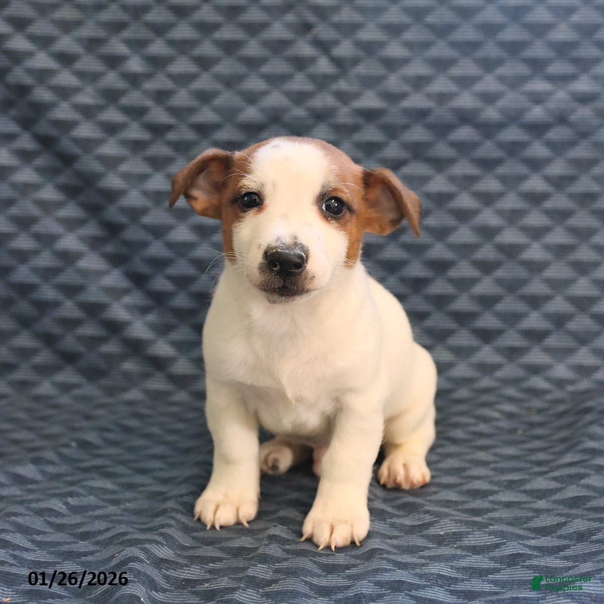 Jack Russell Terrier dogs Keith - Ad 3