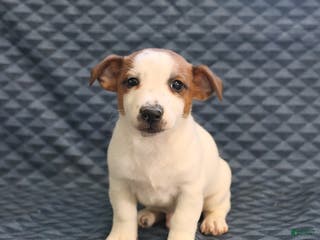 Jack Russell Terrier dogs Keith - Ad 3